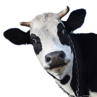 Sheep Friesian Cow Wallpaper Milk Cows Cattle