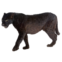 Jaguar Panther Photography Leopard Black Stock