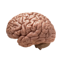 Brain Png Image