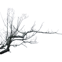 Branch Png Clipart