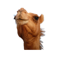 Camel Png 8