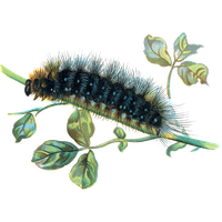 Caterpillar Png