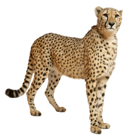 Cheetah Png File
