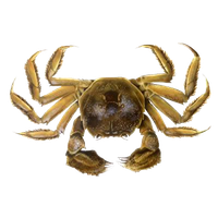 Crab Png Clipart