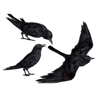 Crow Png Clipart