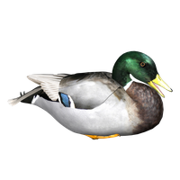 Duck Png