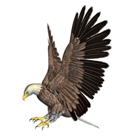 Eagle Png 4