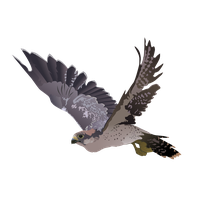 Falcon Png Picture