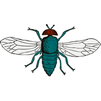 Fly Png 9