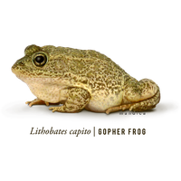 Frog Png 7