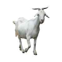 Goat Png Clipart