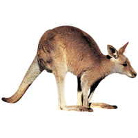 Kangaroo Free Download Png