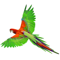 Macaw Png File