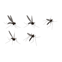 Mosquito Png Hd