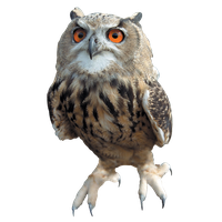 Owl Free Download Png