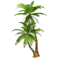 Palm Tree Png Hd