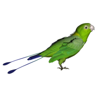 Parrot Png Clipart