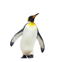 Penguin Free Download Png