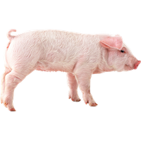 Pig Png Picture