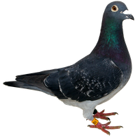 Pigeon Png