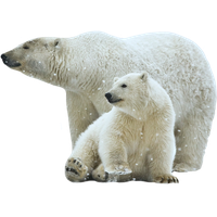 Polar Bear Free Download Png