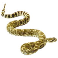 Rattlesnake Transparent