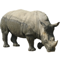 Rhinoceros Free Download Png