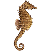 Seahorse Png File