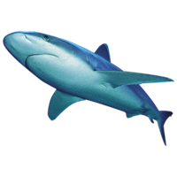Shark Png File