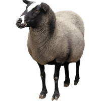 Sheep Png Picture