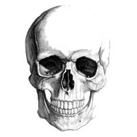 Skeleton Head Picture