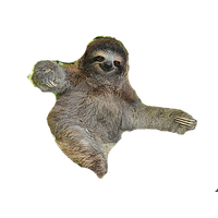 Sloth Free Png Image