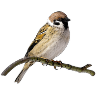 Sparrow Free Png Image