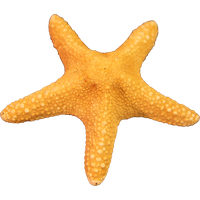 Starfish Free Png Image