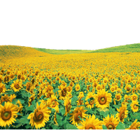 Sunflowers Png File