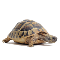 Tortoise Png Clipart