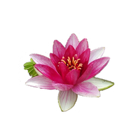 Water Lily Png File