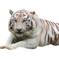 White Tiger Png Hd