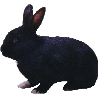Black Rabbit Png Image