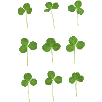 Clover Png Image