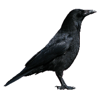 Crow Png Image