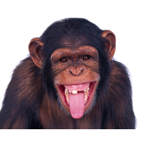 Monkey Chimpanzee Ape PNG Image High Quality