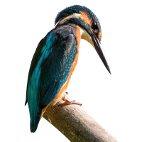 Kernel Kingfisher Antix Mx Bird Linux Debian