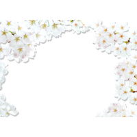 Blossom Cherry National Festival White Border