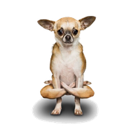 Doga Chihuahua Yoga Poodle Dogs Free PNG HQ