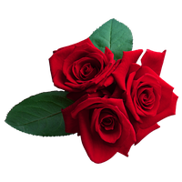 Rose Wallpaper Red Roses Free Clipart HQ