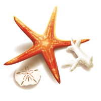 And Coral Starfish Illustration Stock Free Clipart HD