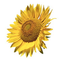 Common Sunflower Free Transparent Image HD