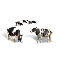 Cow Dairy Milk Taurus Cattle PNG Image High Quality