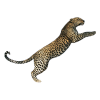 Jaguar Leopard Cat Tiger Lion Cheetah